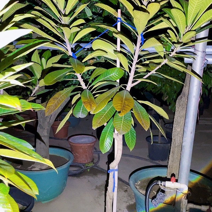 A***8完全开放果树88888