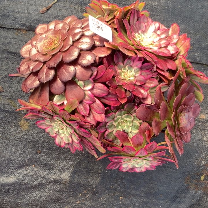 1385水墨画多肉植物