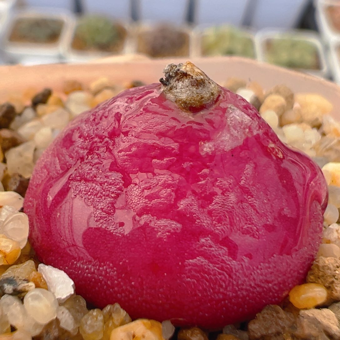 71多肉植物百科知识