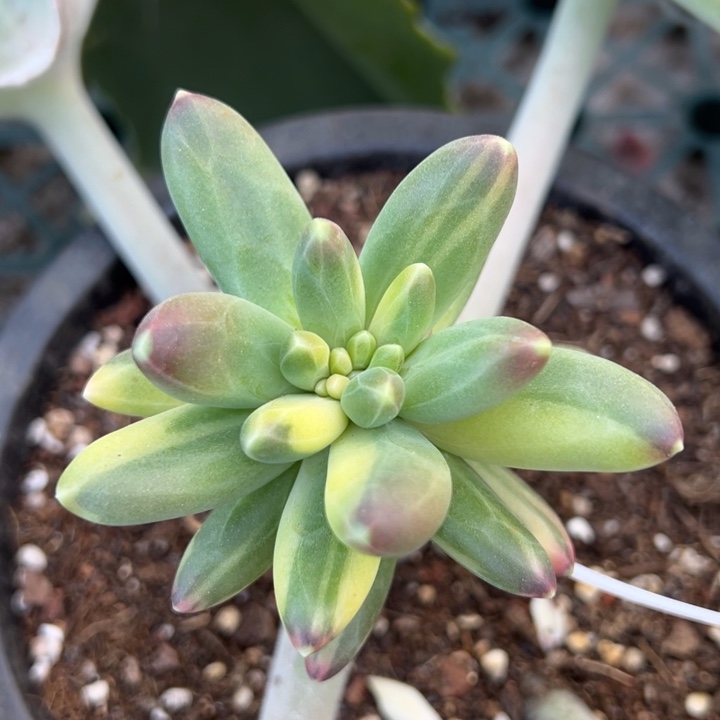 千代田锦一物一拍锦龙