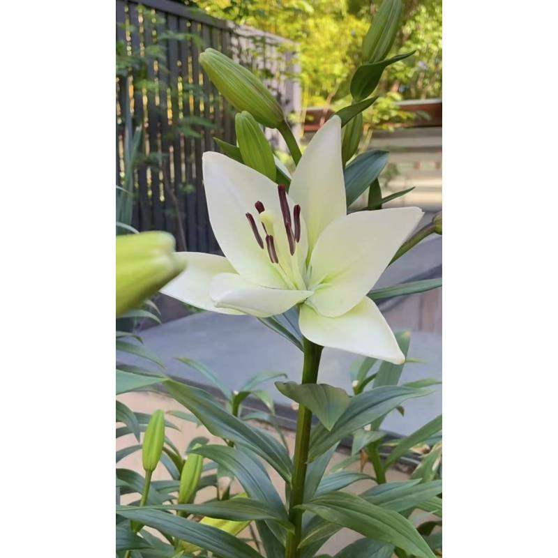 百合花（种球）带芽四季开花室内外好养花卉盆栽