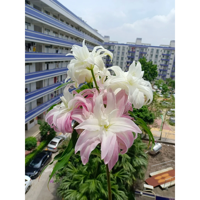【粉嘟嘟】重瓣百合 一单包邮 云南鲜花昆明基地现采现发