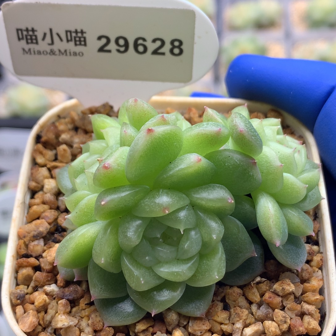 多肉植物杂交珍妮