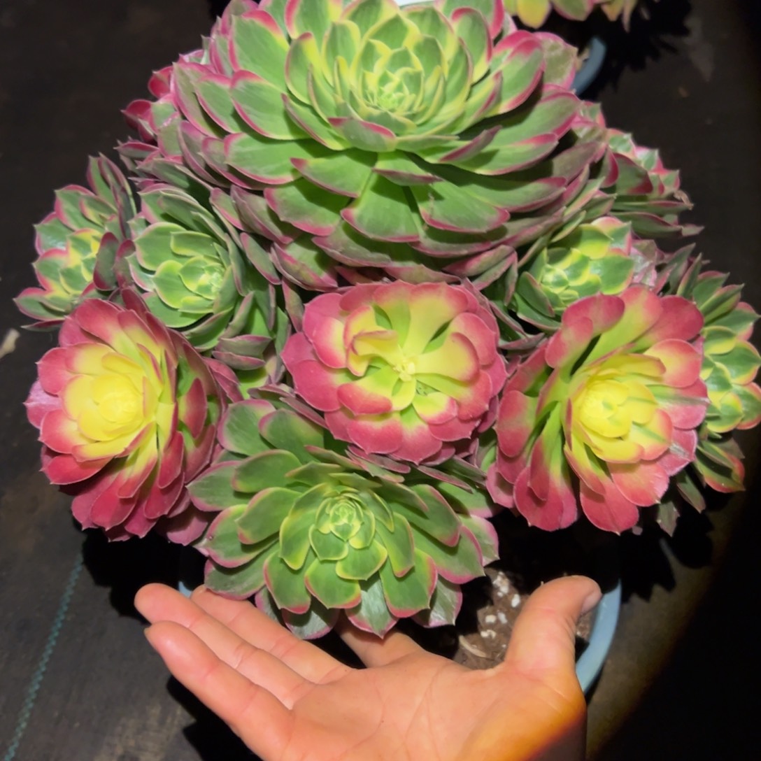 颖***.多肉植物579海仙的