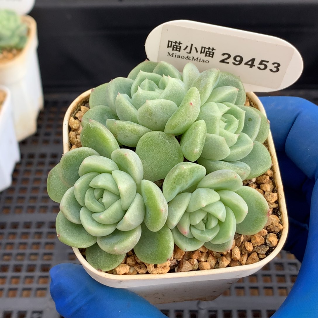 下***季多肉植物杂交珍妮