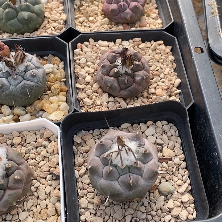 宇***昊冬云六个一起打包带走