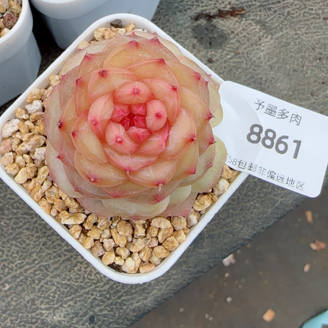 萤火虫，8861多肉植物