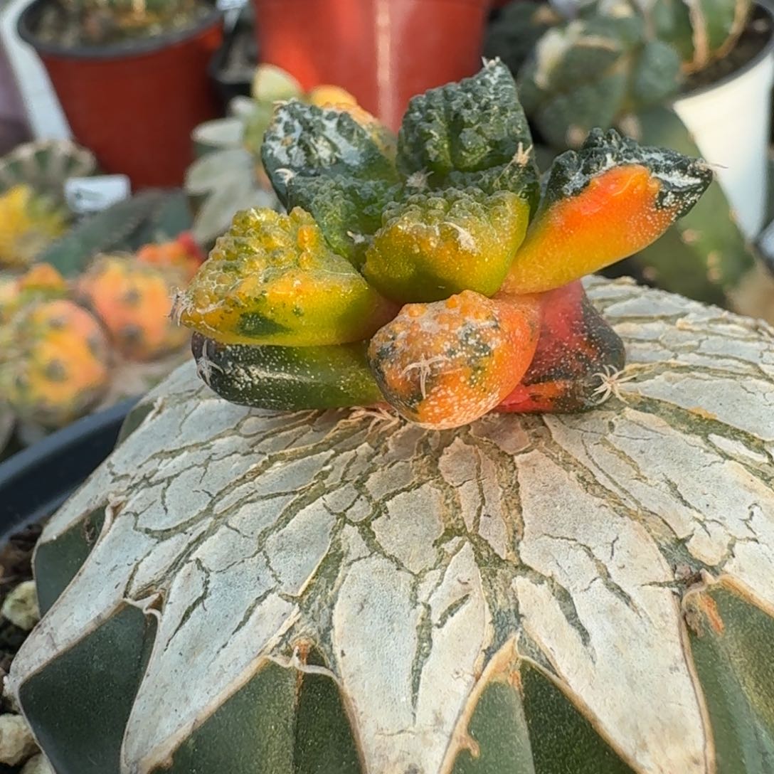 【闪购商品】苗接龟甲花锦584