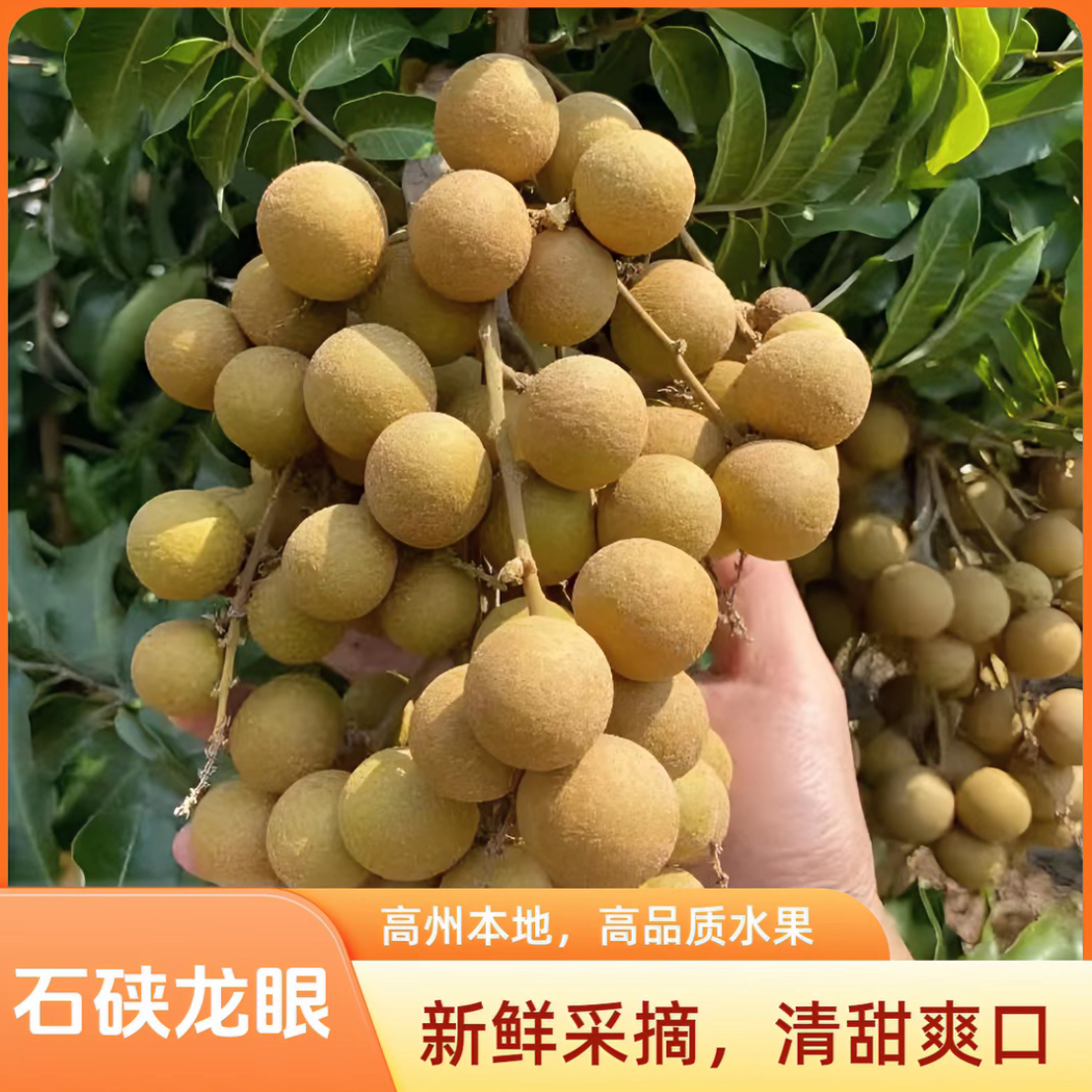 【顺丰】高州老树龙眼 新鲜采摘 甜度高 颗粒有大有小4.5斤