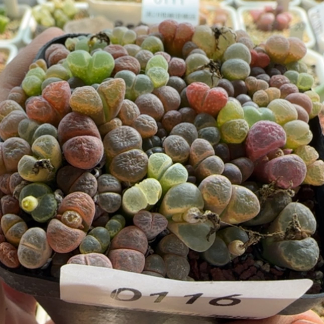 【闪购商品】羊*杨0016    