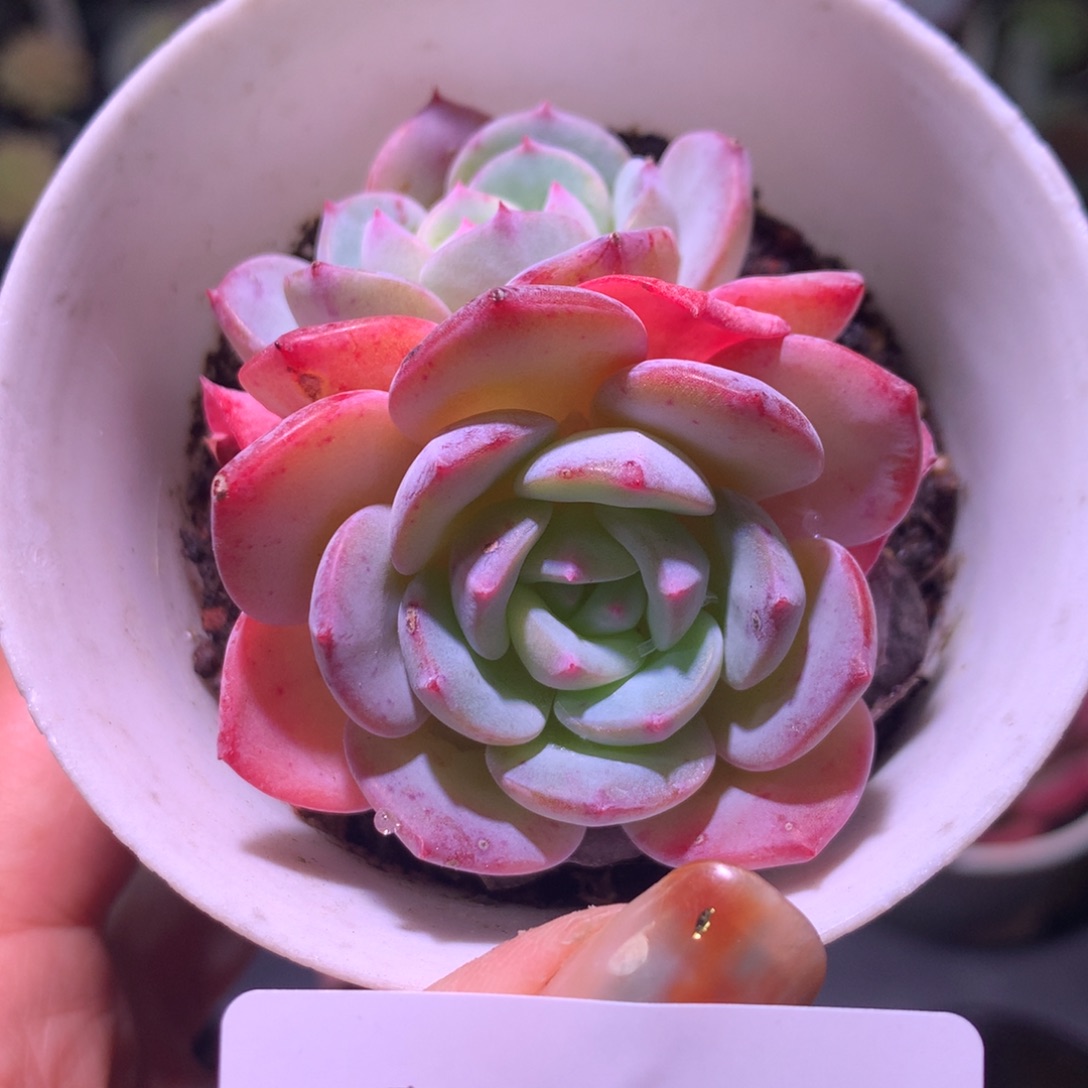 乐然 6-169 勃朗峰 