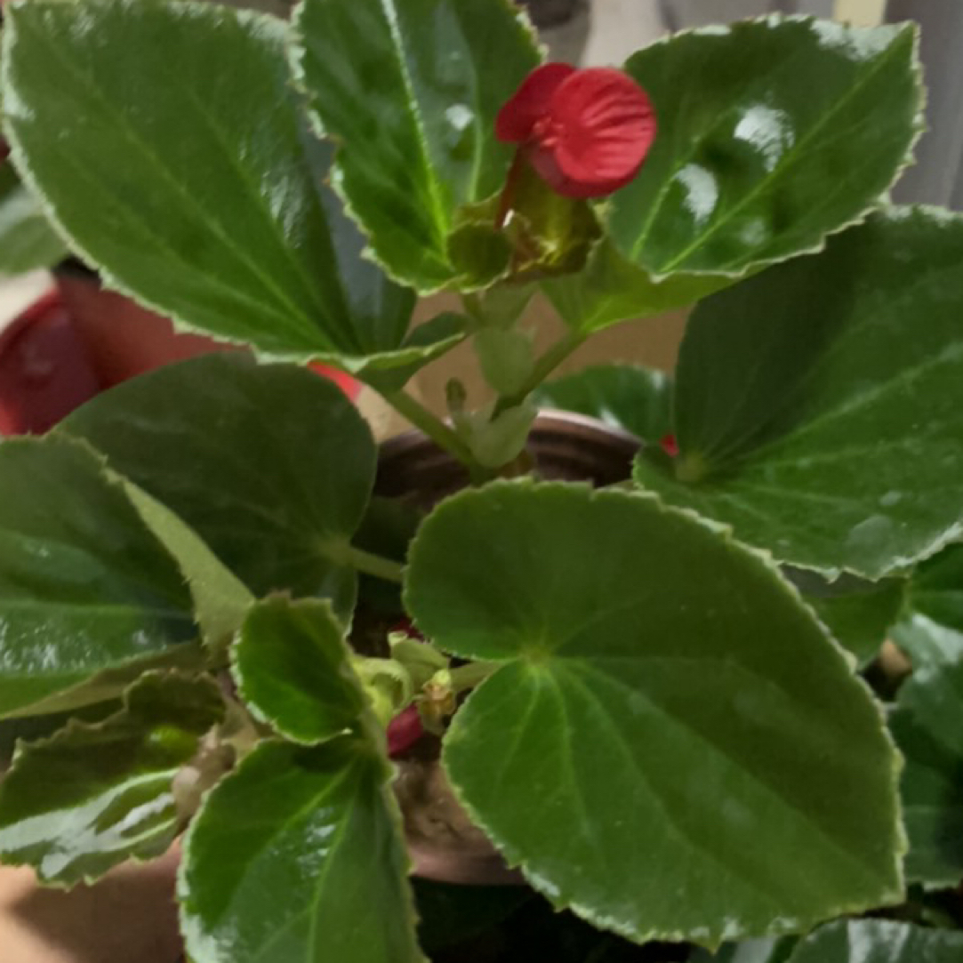 大花海棠，玻璃翠耐热耐寒适合阳台庭院种植