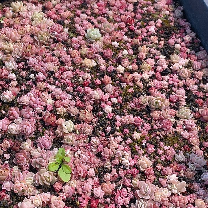 20 多肉植物盆栽花卉植物