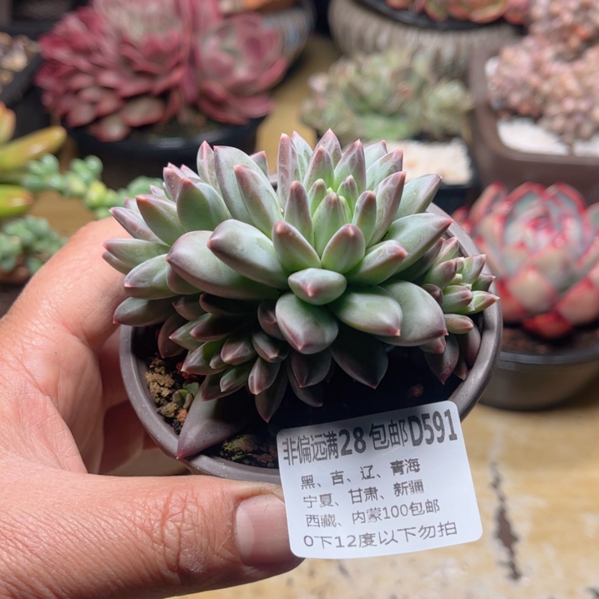 【闪购商品】591青花瓷