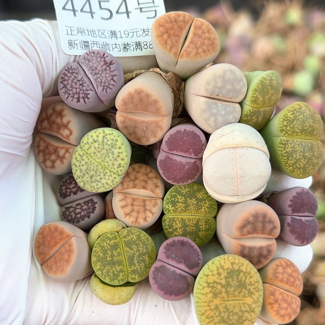 好养易活生石花大母本4454共20个