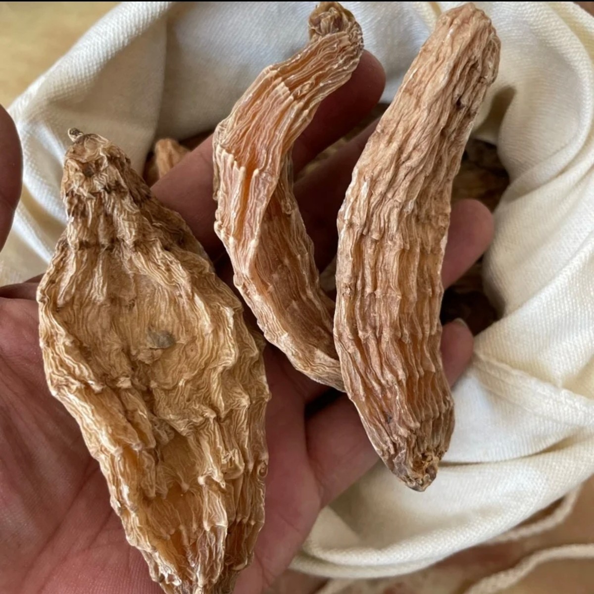 【天麻】长白山林下天麻 半野生 煲汤煮水 养身佳品