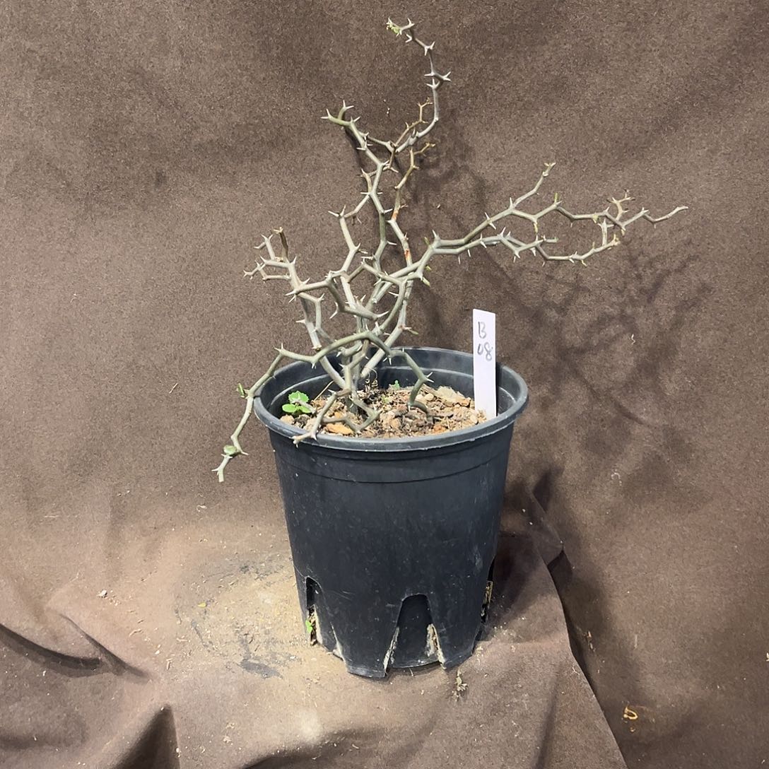 汤圆植物B08弯曲龙原价108