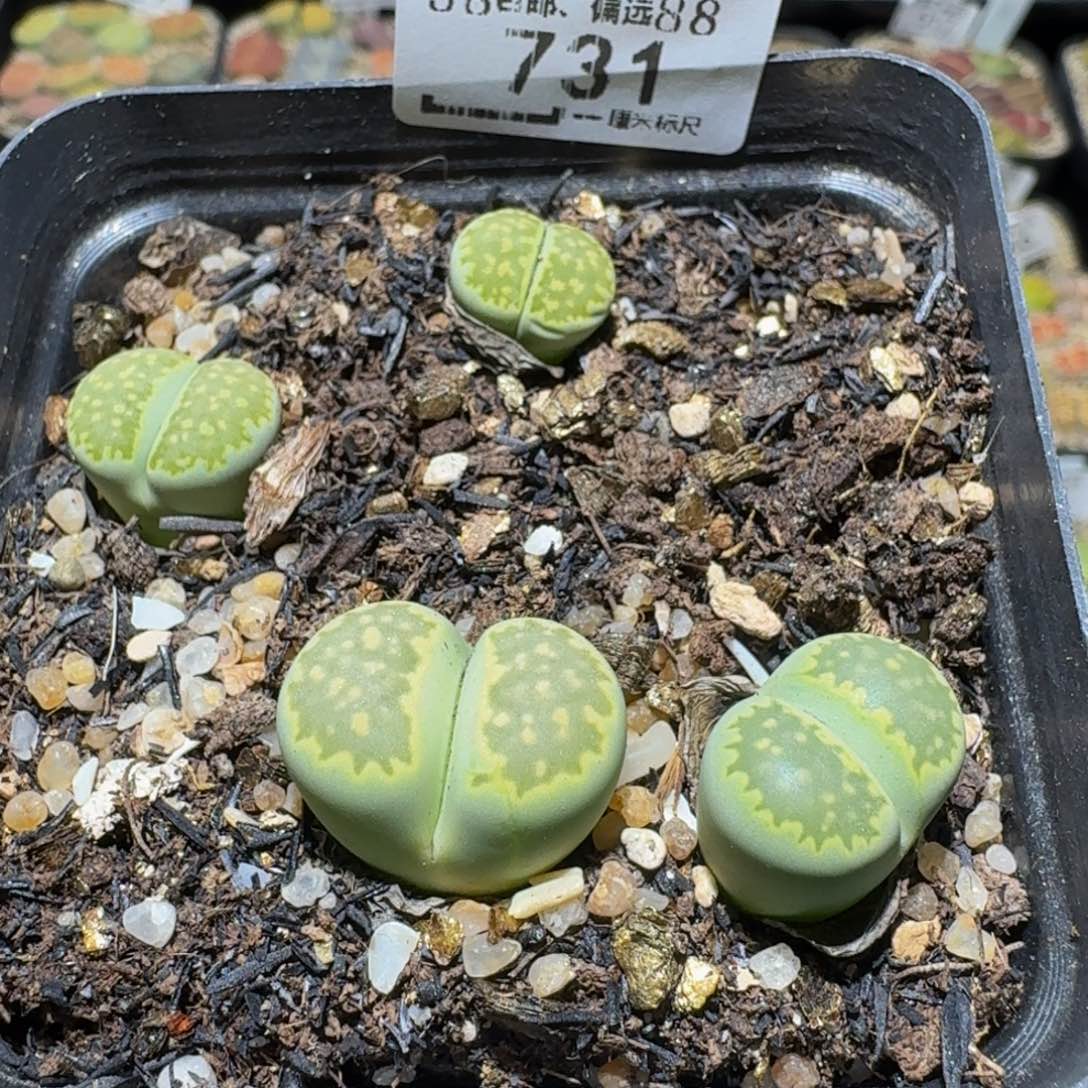 不***称Ssss精品生石花731