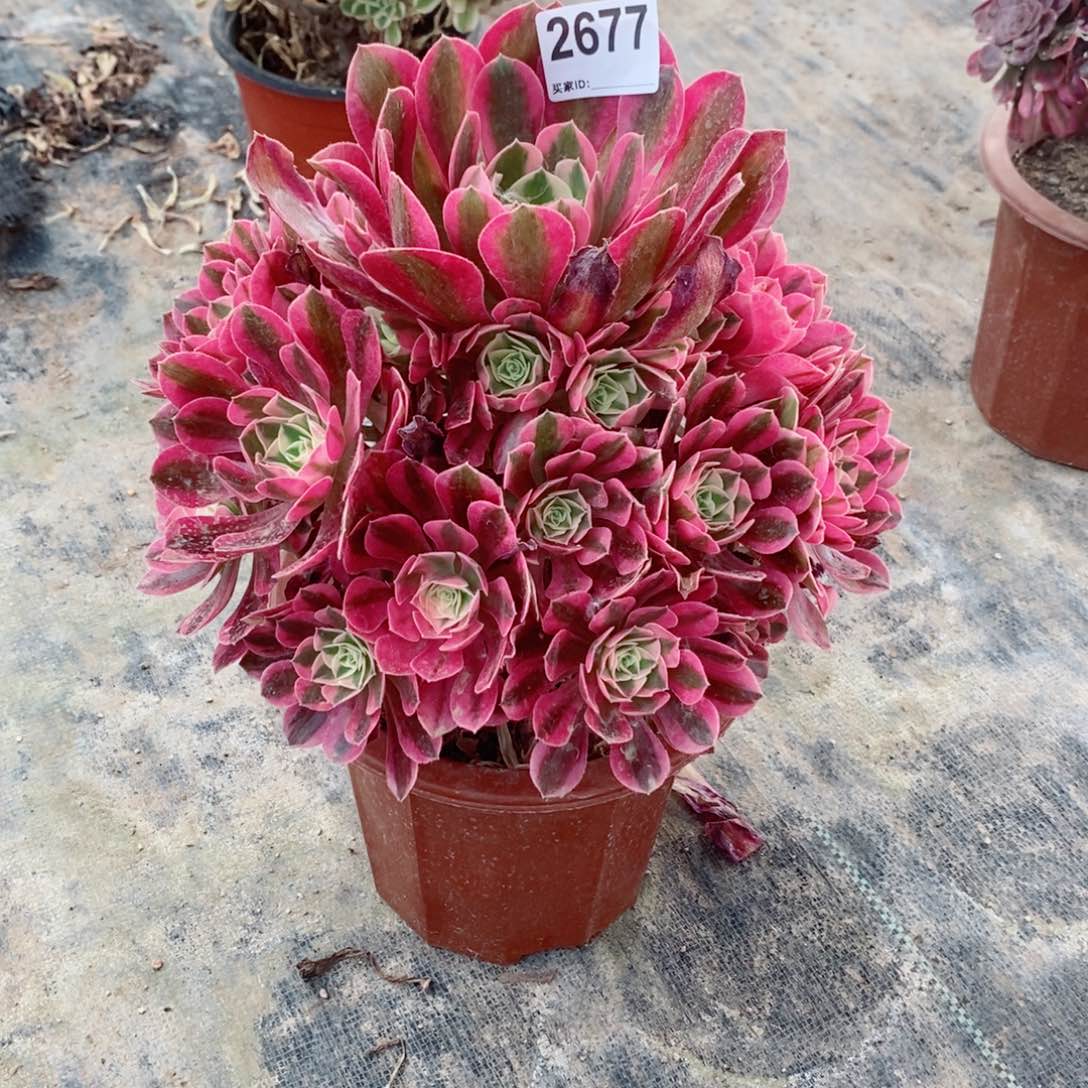 粉女巫2677多肉1111