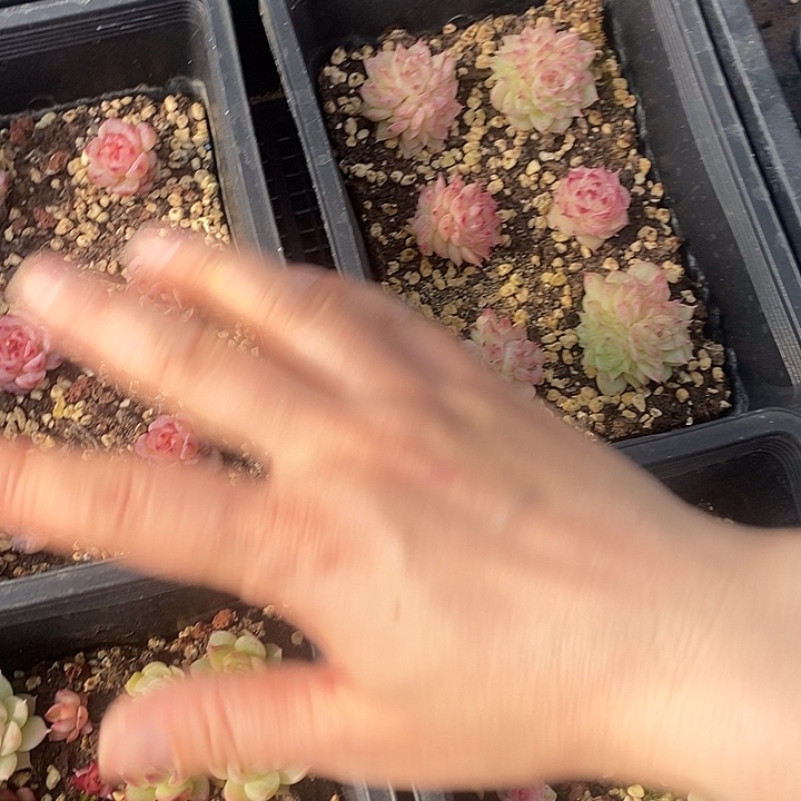 74 多肉植物盆栽花卉