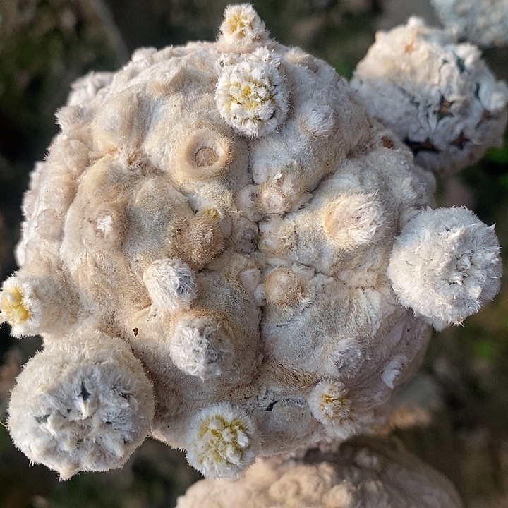 南***格浓白兜群专拍哈哈