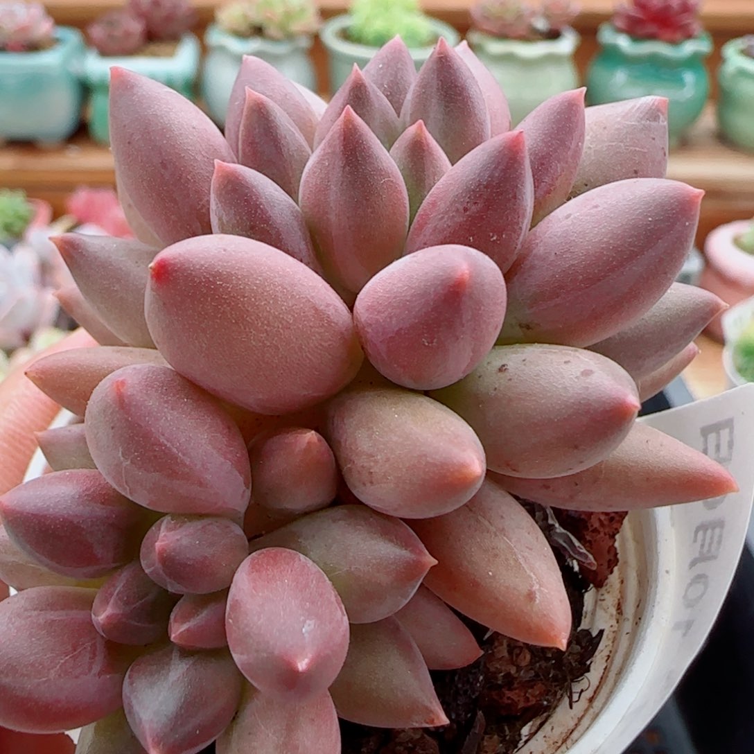 花语逸镜1006-257红蜻蜓
