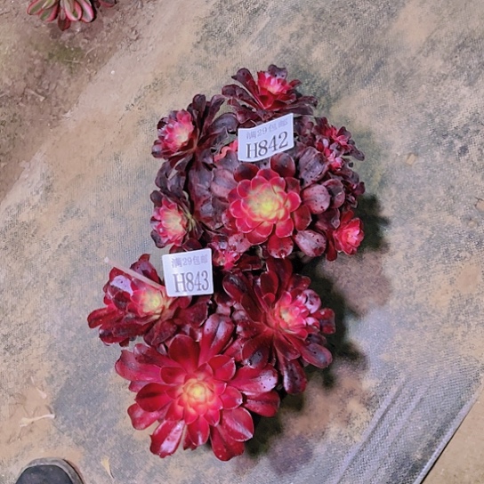 842  843美杜莎多肉植物