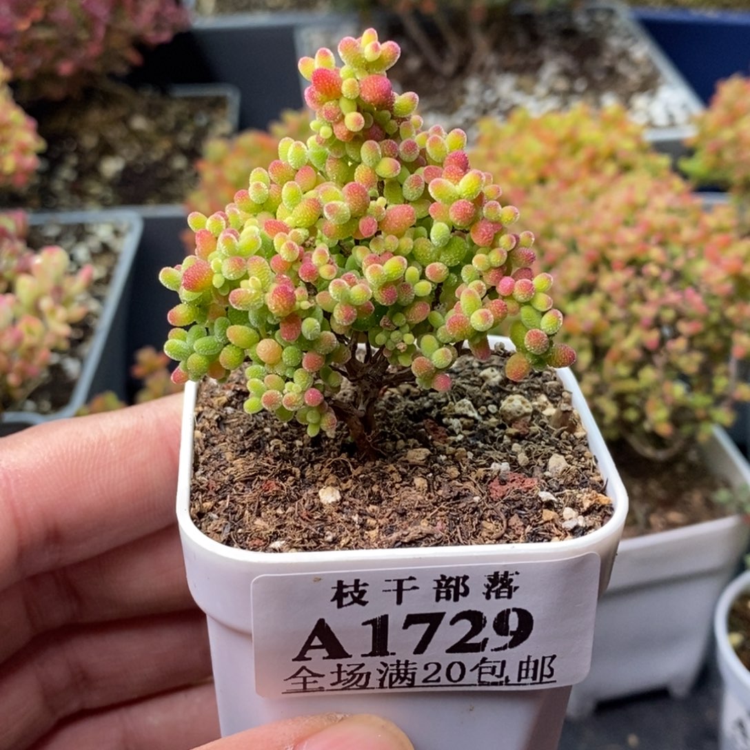 蜜橘糖球1729。        