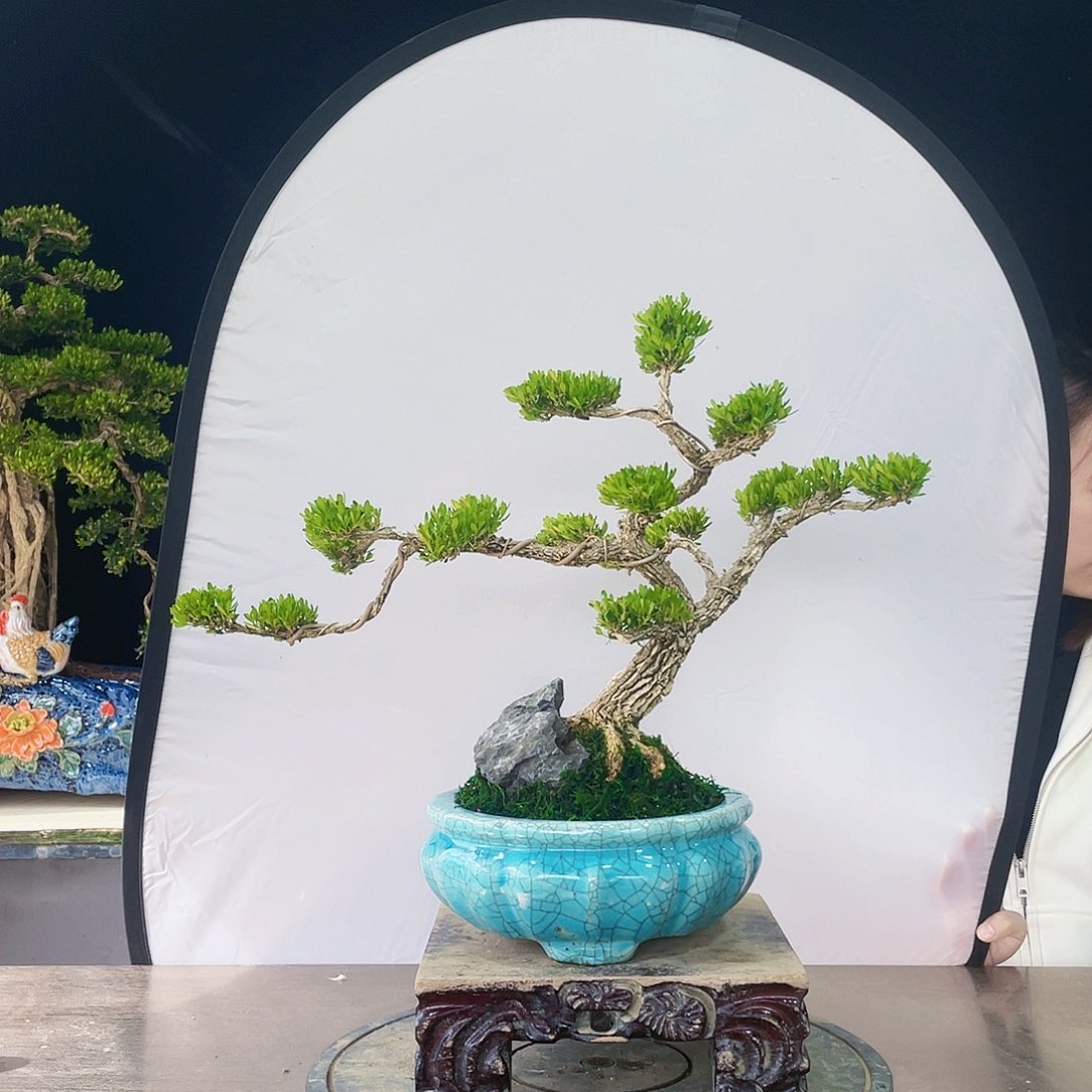 完全开放黄杨盆景四季常青