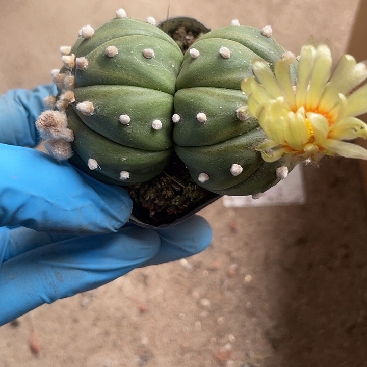 当前无花栽培后可以开花023仙人球开花植物