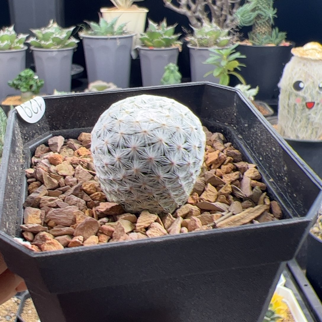 白鸟实生2.6一物一拍默认脱土发
