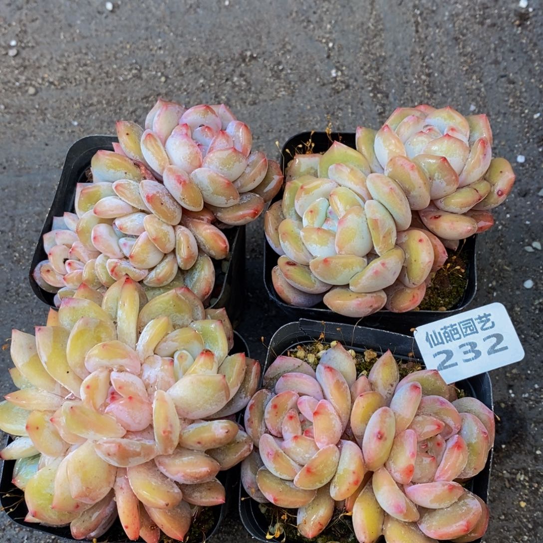 232多肉植物保护研究所所长