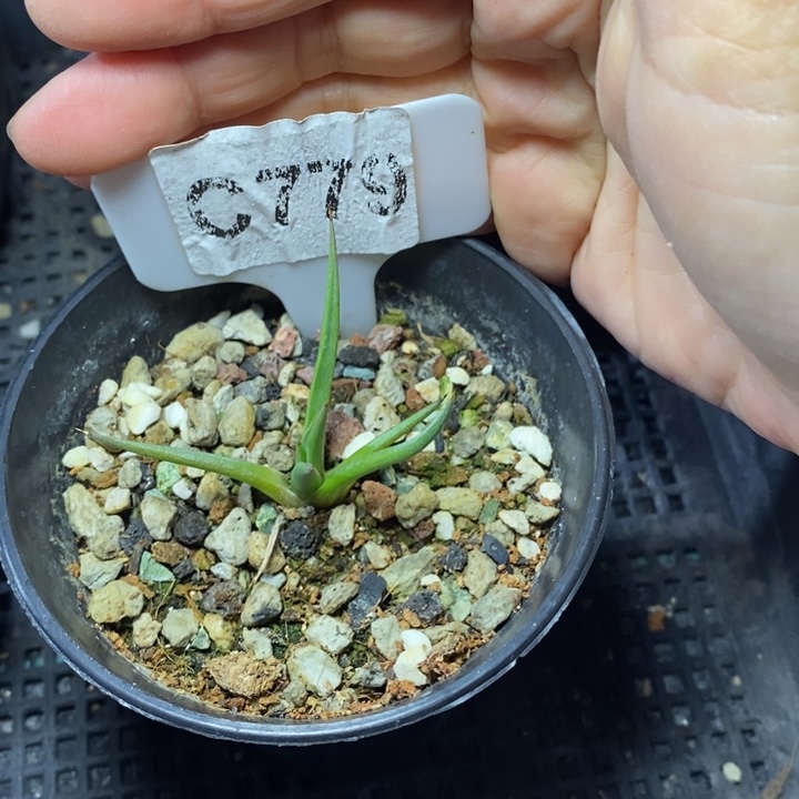 盛*福利棉花龙一颗如图！！！