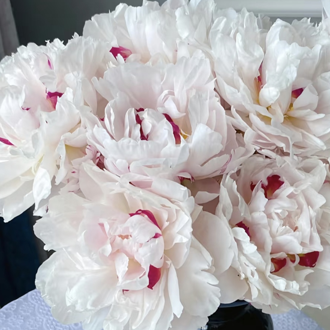 【邮政助农精选】雪原红星头茬对货对版山东精品芍药鲜切花G