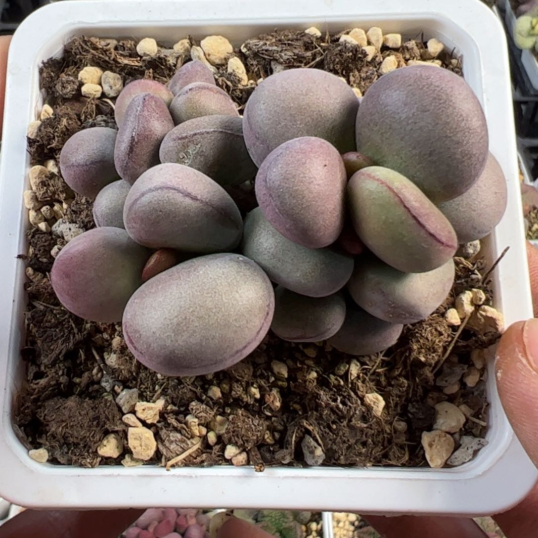 球球紫蛋10方盆老桩造型桩