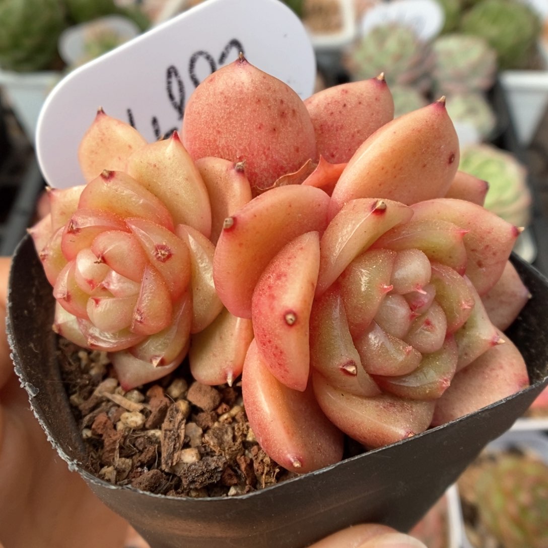 玉芷珍妮群生4997号 