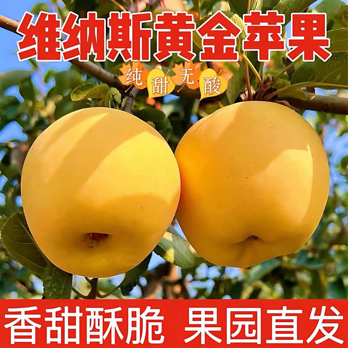 正宗烟台黄金维纳斯苹果冰糖心丑苹果脆甜多汁皮薄新鲜水果4.5斤