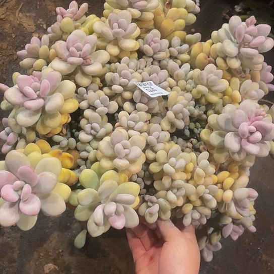 用****1桃蛋6226多肉