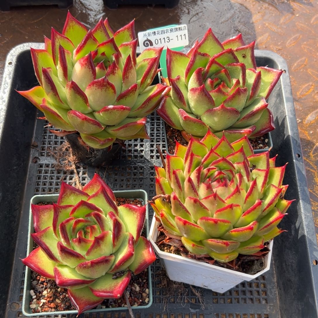 多肉一物一拍0113.111