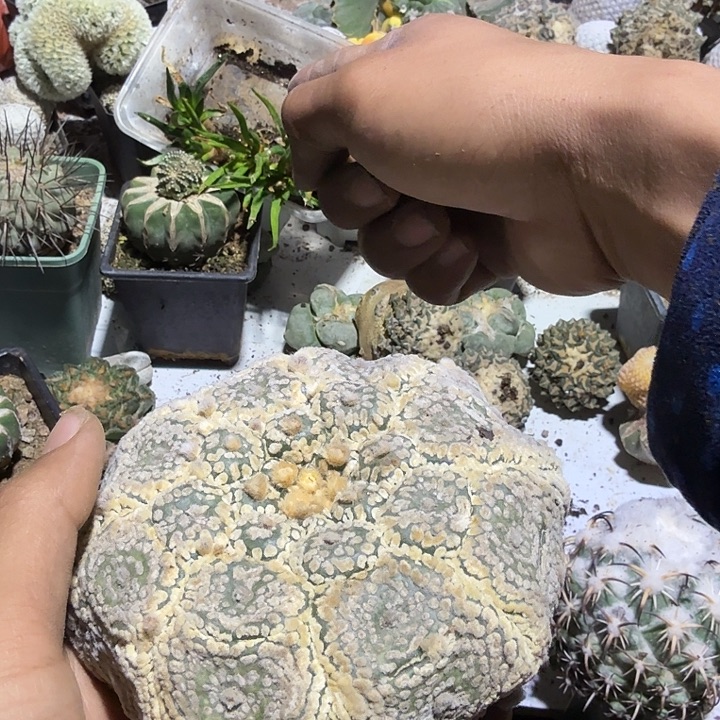 蕾***靴龟甲指纹兜仙人球开花嫁接