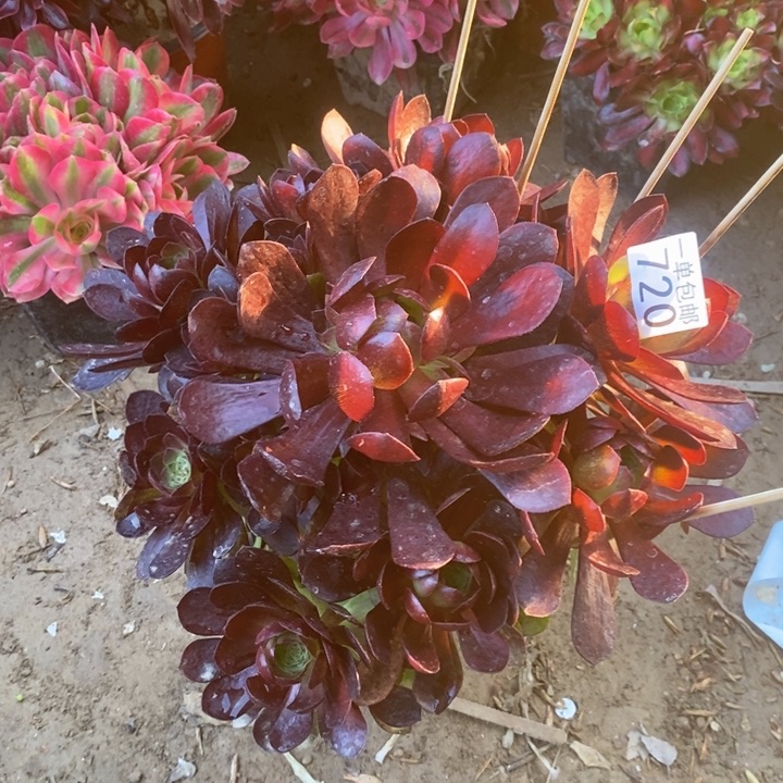 720赤杂交大熟人多肉