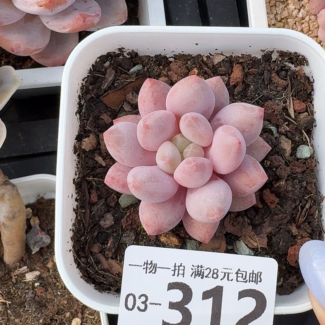半夏无盆土发货无