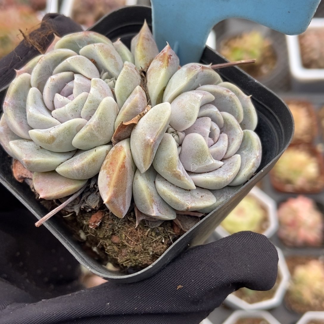 516汉堡多肉植物保护