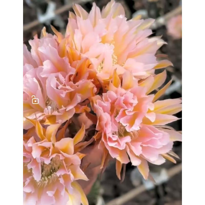 自根锦觅尺寸以直播间为准不同季节开不同花色介意勿拍