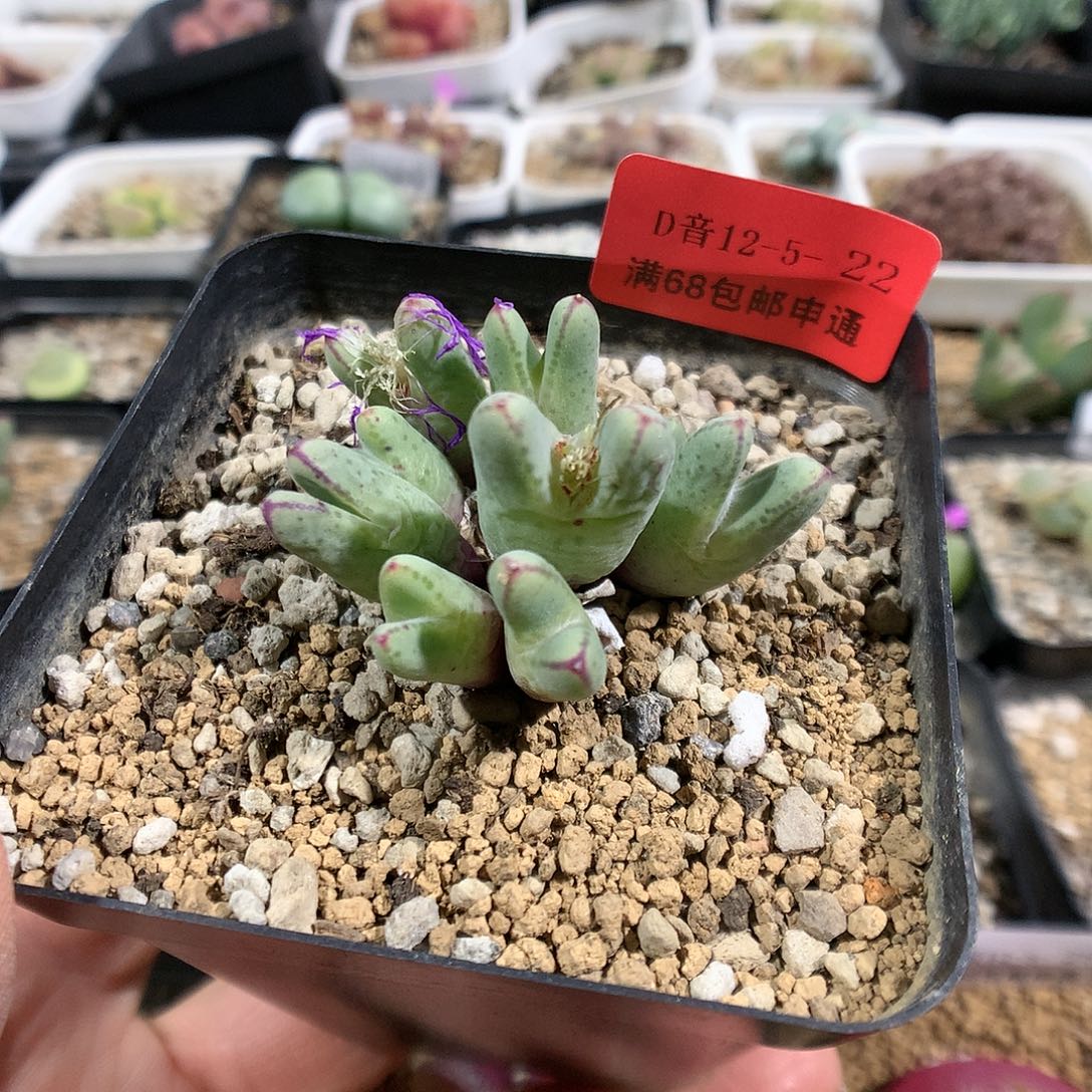 12-5-22      985猪蹄