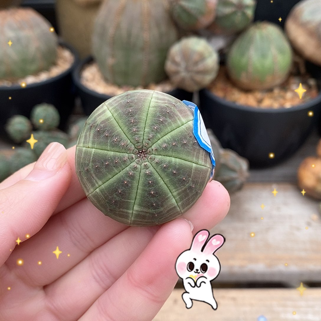 布纹球精品多肉一物一拍