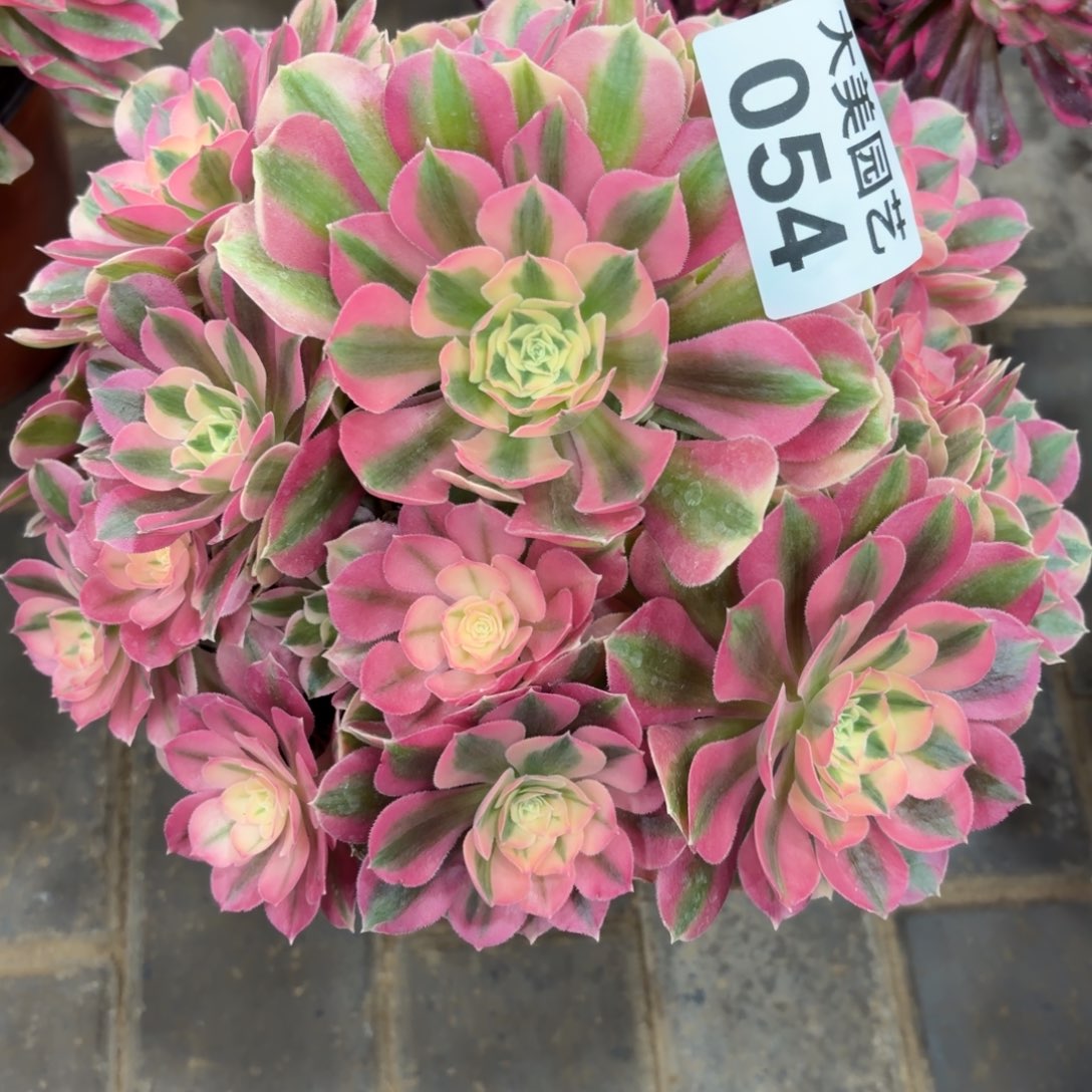 速***龙粉女巫福利054肉肉肉肉