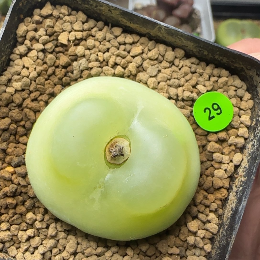 腰子窗拉登4.2+多肉植物29