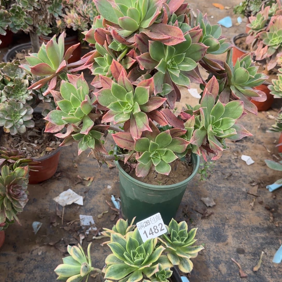 多肉瑕疵1481+1482满28包邮断枝不包瑕疵