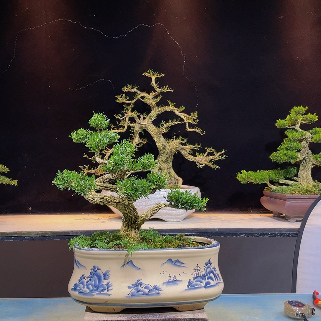 黄杨盆景四季常青
